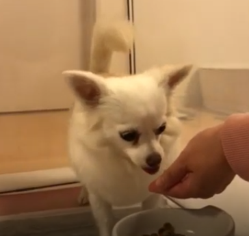 ローズちゃんの写真